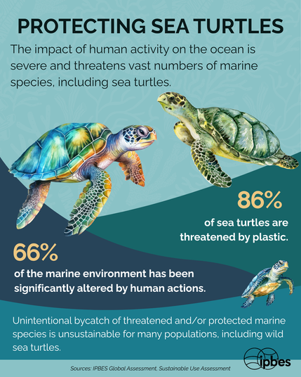 An infographic about sea turtle conservation featuring three illustrated sea turtles in shades of blue, green, and yellow against a turquoise background. The image presents two key statistics: 66% of the marine environment has been significantly altered by human actions, and 86% of sea turtles are threatened by plastic. The artwork includes colorful renderings of sea turtles swimming, showing their distinctive shell patterns and features. The title reads "PROTECT OUR SEA TURTLES" with explanatory text about human impact on oceans and marine species. The IPBES logo appears at the bottom, citing their Global Assessment and Sustainable Use Assessment as sources.