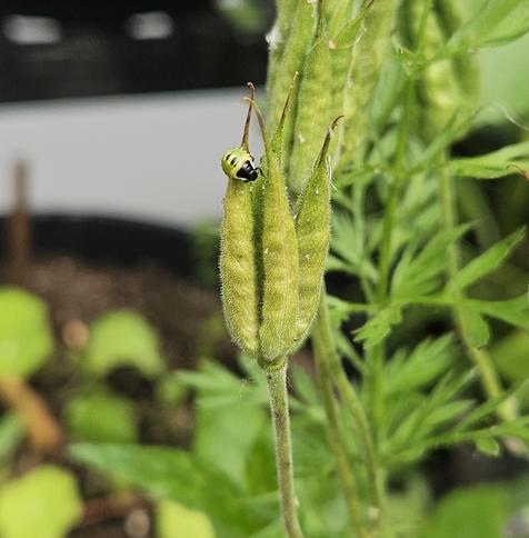 A little bug sitting on green seedpods looking like fingers. The bug has a black face similar to a lady bug, but his colour is a bright neon green with a yellow border. There are tiny black and yellow stripes on his back.
