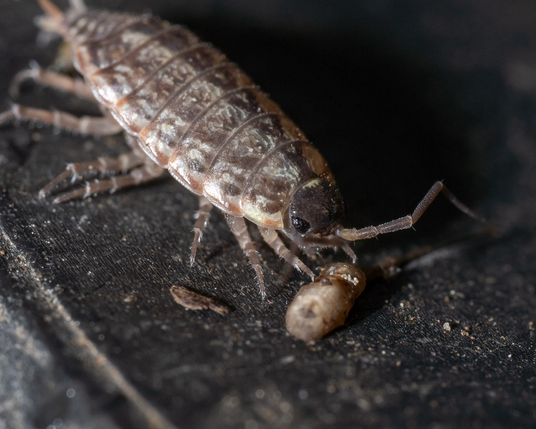 Macro photo of a wood louse