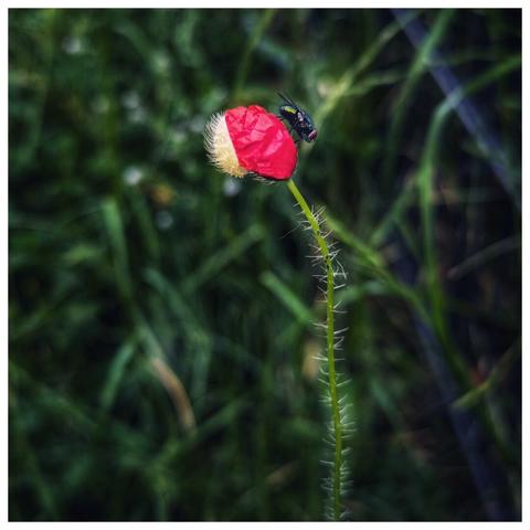 A vibrant close-up of a red poppy bud with a fuzzy white base, set against a blurred background of green grass. A dark-bodied fly with iridescent blue-green highlights on its back is perched on the very top of the red bud, its legs visible. The poppy stem is a light green and covered in fine, hair-like bristles. The lighting suggests an overcast day, highlighting the colours of the bud and fly.
