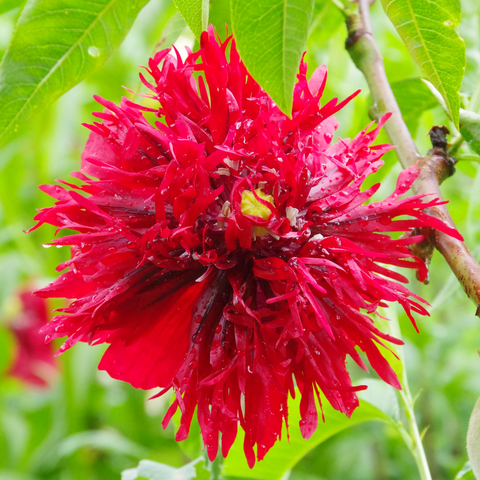Rote, halb gefüllte Blüte im Regen.