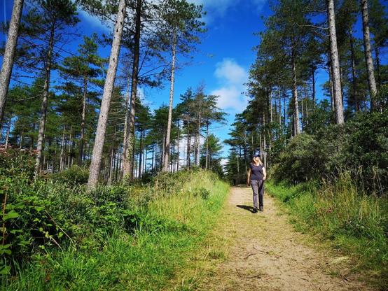 Pembrey Forest