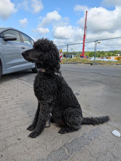 A large black poodle sitting in a parking lot.