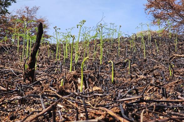 A low-angle shot shows vibrant green fern fronds sprouting from a hillside covered in charred, blackened branches and debris, remnants of a fire. The sky above is a clear, bright blue, suggesting a sense of recovery and new life after destruction.