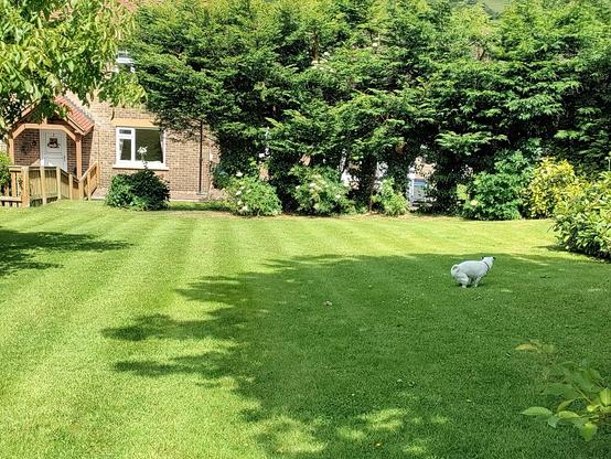 A beautiful sunny day, looking across a green lawn towards a house partially masked by trees. 

A small white dog has sneaked into the photo to spoil it by taking a crap.