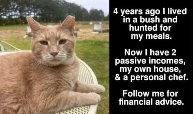Orange tabby cat on a table with text about financial advice beside it.

Transcribed Text:

4 years ago I lived in a bush and hunted for my meals. Now I have 2 passive incomes, my own house, & a personal chef. Follow me for financial advice.
