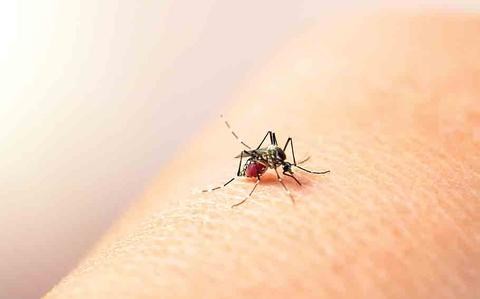 Japan Drugstore Guide: Insect Repellent in Japan