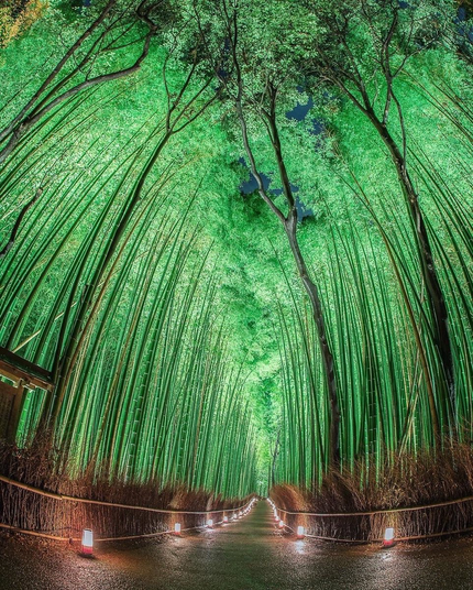 L'image montre une scène sereine et envoûtante d'une forêt de bambous illuminée la nuit. Les hautes tiges de bambou s'élèvent vers le ciel, créant une canopée naturelle au-dessus. La forêt est baignée d'une douce lumière verte, ce qui renforce l'atmosphère paisible et presque mystique. Le chemin à travers la forêt est bordé de petites lanternes qui émettent une lueur douce, guidant le chemin et ajoutant à l'ambiance éthérée. La perspective de l'image attire le regard du spectateur le long du sentier, l'invitant à imaginer une promenade à travers ce bosquet de bambous paisible et magnifiquement éclairé.