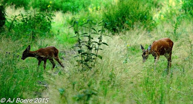 The roe deer is a relatively small deer, with a body length of 95–135 cm (3 ft 1 in – 4 ft 5 in) throughout its range, and a shoulder height of 63–67 cm (2 ft 1 in – 2 ft 2 in), and a weight of 15–35 kg (35–75 lb) Populations from Urals and northern Kazakhstan are larger on average growing to 145 cm (4 ft 9 in) in length and 85 cm (2 ft 9 in) at shoulder height, with body weights of up to 60 kg (130 lb), with the populations becoming smaller again further east in the Transbaikal, Amur Oblast, and Primorsky Krai regions.[citation needed] In healthy populations, where population density is restricted by hunting or predators, bucks are slightly larger than does. Under other conditions, males can be similar in size to females, or slightly smaller

Bucks in good conditions develop antlers up to 20–25 cm (8–10 in) long with two or three, rarely even four, points. When the male's antlers begin to regrow, they are covered in a thin layer of velvet-like fur which disappears later on after the hair's blood supply is lost. Males may speed up the process by rubbing their antlers on trees, so that their antlers are hard and stiff for the duels during the mating season. Unlike most cervids, roe deer begin regrowing antlers almost immediately after they are shed.[citation needed] In rare cases, some bucks possess only a single antler branch, the result of a genetic defect