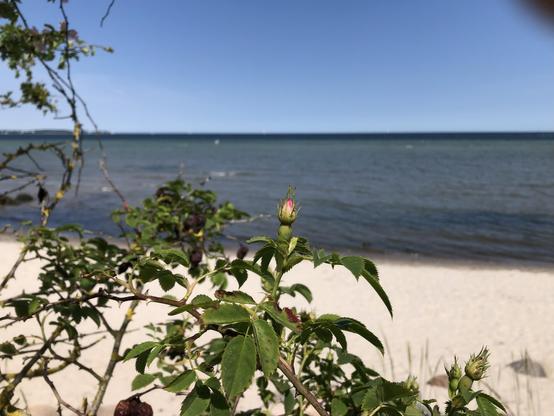 Vor hellem Strand ein Rosenstrauch im Vordergrund, mit einer Knospe im Fokus, geschlossen aber schon mit roter Spitze. Dahinter dunkelblau das Wasser, klarer blauer Himmel.