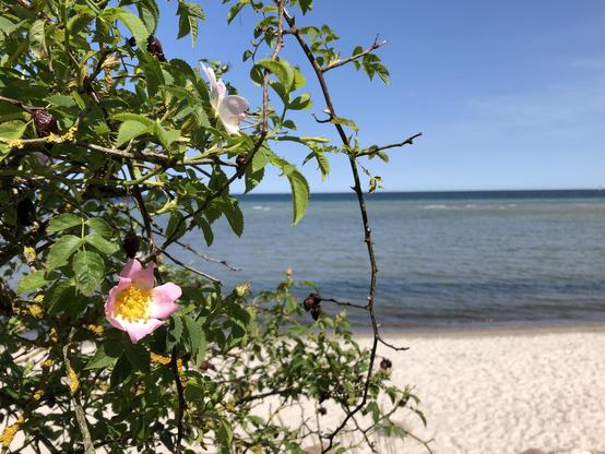 Andere Perspektive. Einer offenen rosa-weißen Blüte mit gelber Mitte im Wildrosen-Strauch.