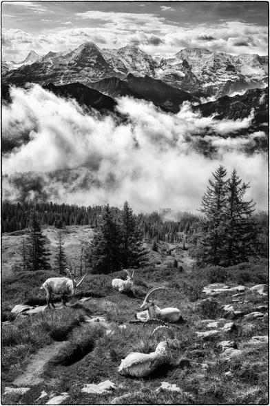 Schwarzweissfotografie im Hochformat mit Steinböcken im Vordergrund und den Berner Alpen im Hintergrund.