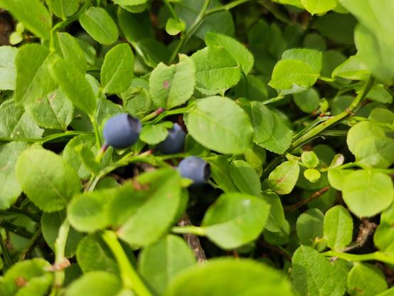 Inmitten grüner Blätter sind kleine blaue Beeren zu entdecken.