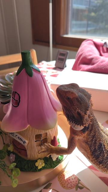 Bearded dragon looking at a decoration that looks like a pink pumpkin.