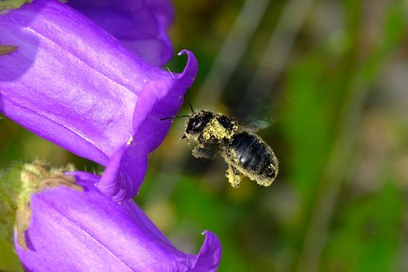 Photo of a large black bee covered in in yellow pollen, flying close to the opening of a violet bell-shaped flower.