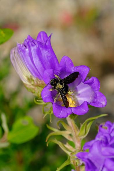 Photo of a large black bee covered in in yellow pollen, sitting on the edge of a violet bell-shaped flower.
