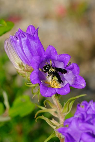 Photo of a large black bee covered in in yellow pollen, sitting inside a violet bell-shaped flower.