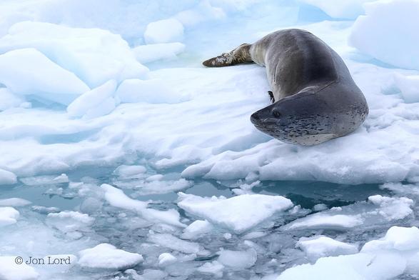 This Is A Colour Wildlife Photo In Landscape Format. In The Upper Right Corner And Filling Most Of That Quarter Is An Adult Leopard Seal (Hydrurga Leptonyx), Sometimes Called A Sea Leopard. An Apex Predator In The Antarctic Only Bettered By The Orca. The Seal Is Resting On Some Broken Sea Ice (Bergy Bits). The Seal's Body Is Aligned Towards The Camera But The Head Is Turned Ninety Degrees To The Left. The Seal Has A Reptilian Look To It With A Pointed And Streamlined Head And Smooth Sleek Body, With Only The Flippers And Tail Interrupting The Smooth Surface. The Upper Parts Are A Dark Grey With The Lower Parts A Lighter Shade Of Grey With Numerous Small Dark Spots. This Seal Has A Long Scar On The Top Of The Body Stretching From The Left Eye To Nearly The Tail. The Sea Ice Surrounding The Seal Has A Light Blue Tint To It With The Water Visible Between The Cracks Having A Light Turquoise Colour. 
The Location: The Southern Ocean Adjacent To Anvers Island, 65º South, In Antarctica.