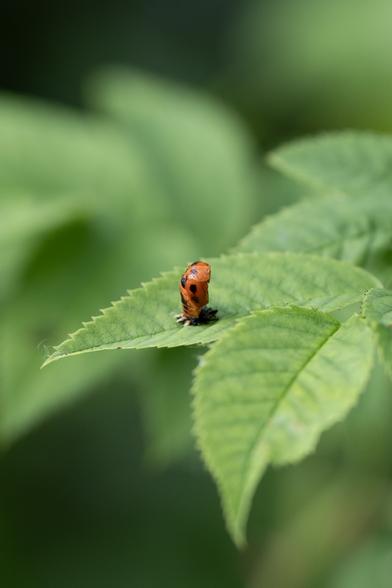 Photo of green leaves on a plant. The exoskeleton of a ladybug's larva is attached to a leave. From an opening, the red black-dotted back of a ladybug emerges.