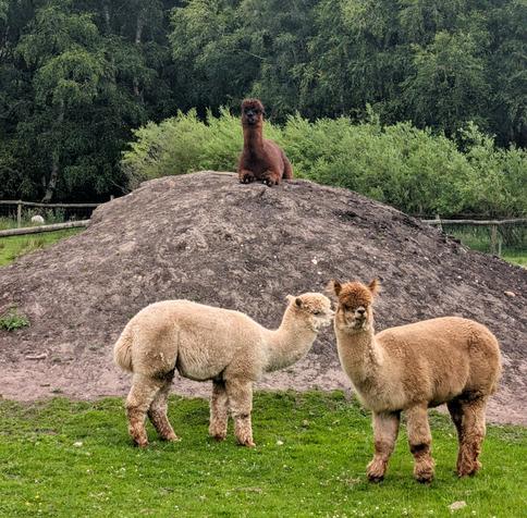 Three alpacas in a grassy enclosure with a treeline in the background. Two alpacas are in the foreground on the grass, one light-colored and one tan-colored. A third, darker alpaca is sitting on top of a large mound of dirt behind them.