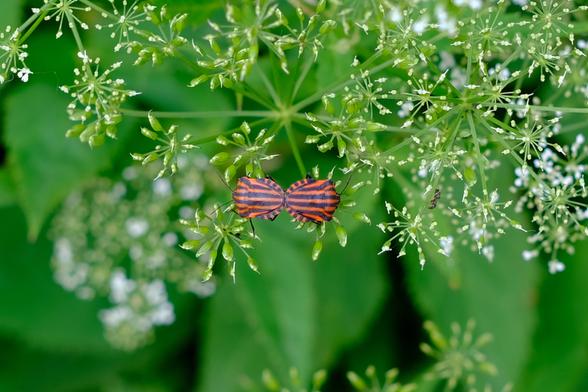 Photo of two red-and-black striped shield bugs sitting on a delicate flower. The bugs back ends touch.