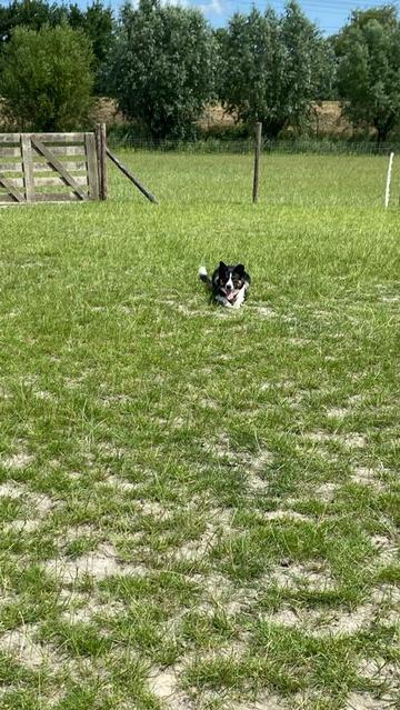 My dog Bruno lying in the sheep pen waiting for instructions.