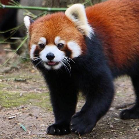 A picture of a Red Panda.