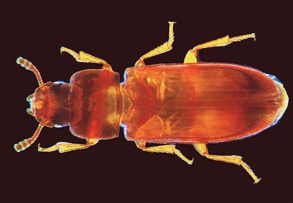 Reismehlkäfer im Durchlicht aufgenommen – Foto: Universität Göttingen