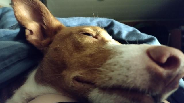 Close-up of a sleeping rescue podenco'd face. He's using his human as a pillow and is varn and snug under blue duvet. At this very moment, he is a happy little dog.