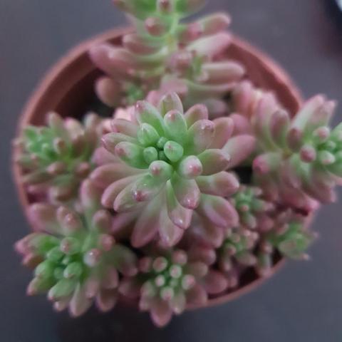 Foto de uma colônia de sedums. Ela é uma suculenta de folhas pequenas que lembram jujubas. Ela é variegata, então suas folhas tem um tom mais suave de verde, e como está recebendo sol, as pontas da folha estão  rosadas e avermelhadas.