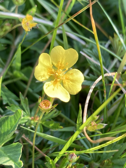 Brightly lit, tiny, yellow bloom. In mixed undergrowth