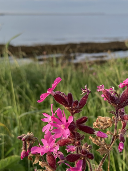 Multiple pink blooms, lit in warm evening sunlight. The shore, sea and horizon seen out of focus on the backdrop