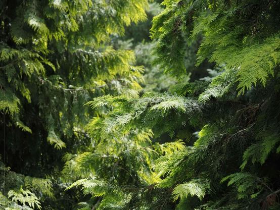 Dense green coniferous tree branches with layered, needle-like leaves. The sunlight filters through, creating a contrast of light and shadow. The foliage appears lush and vibrant, with varying shades of green throughout.