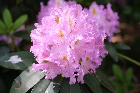 Pink rhododendron flowers.