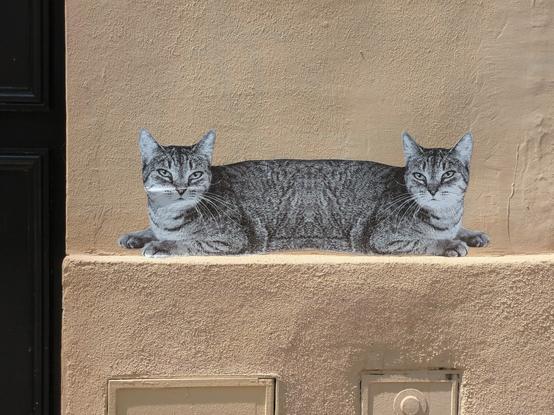 Photo d'un collage sur un mur beige. Le collage, en noir et blanc, représente un chat tigré allongé, dont l'avant a été repris en miroir : il a donc deux têtes et quatre pattes avant