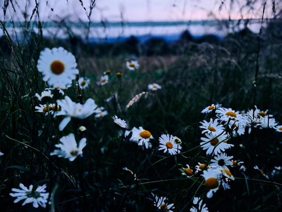 A close-up view of white daisies with yellow centers, surrounded by green grass, set against a blurred background of a field at dusk.