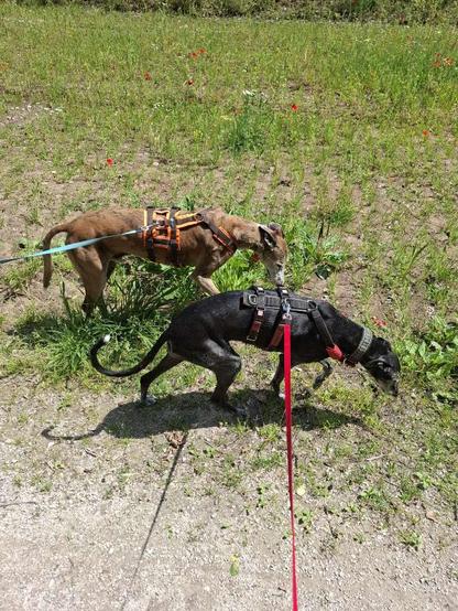 A brown (background) and a black Galgo walking on a meadow. Sniffing the ground.