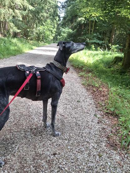 A black Galgo standing on a forest and staring at a tree. A few moments ago a squirrel Was climbing up.