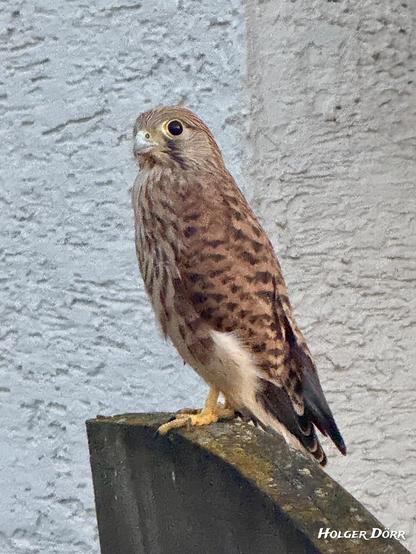 Ein junger Turmfalke sitzt aufmerksam und ruhig auf einem Zaun. Er wirkt neugierig und wachsam. Im Hintergrund nicht sichtbar, aber erwähnt: seine Eltern, die ihn aus der Ferne beobachten.