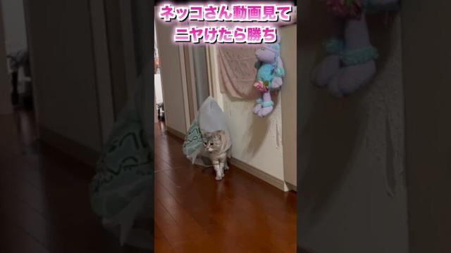 ネッコさん動画見てニヤけたら勝ち　＃shorts、ネッコさん、＃動画見てニヤけたら、＃面白動画、