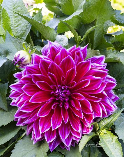 Royal Radiance – Dahlia at Butchart Gardens, Victoria BC

Bathed in natural light and framed by lush green foliage, this magnificent dahlia commands attention with its velvety magenta petals tipped in crisp white. Captured at the renowned Butchart Gardens in Victoria, BC, the flower radiates a regal elegance and mesmerizing symmetry, a perfect example of nature’s artistry at its finest.

This image celebrates the divine creativity woven into every petal—an awe-inspiring reminder of God’s intricate design in creation. Ideal for adding a bold, vibrant focal point to any room, this floral portrait speaks of joy, wonder, and the glory found in even the smallest details of the garden.

Image:
https://fineartamerica.com/featured/royal-radiance-dahlia-at-butchart-gardens-victoria-bc-wayne-moran.html

Read more:
https://waynemoranphotography.com/blog/pacific-northwest-photography-adventure-a-journey-through-natures-masterpieces/

#flowers #Dahlia #ButchartGardens #Nature #Victoria #BC #BritishColumbia #Canada #travel #travelPhotography #Landscape #landscapes #art #fineart 

#ayearforart #buyintoart