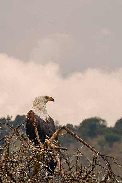 A majestic eagle is perched on a thorny branch, facing to the side against a backdrop of cloudy skies and greenery. The bird has a distinctive white head and dark brown body, showcasing its powerful presence in the wild.