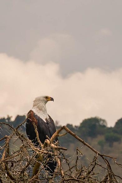 A majestic eagle is perched on a thorny branch, facing to the side against a backdrop of cloudy skies and greenery. The bird has a distinctive white head and dark brown body, showcasing its powerful presence in the wild.