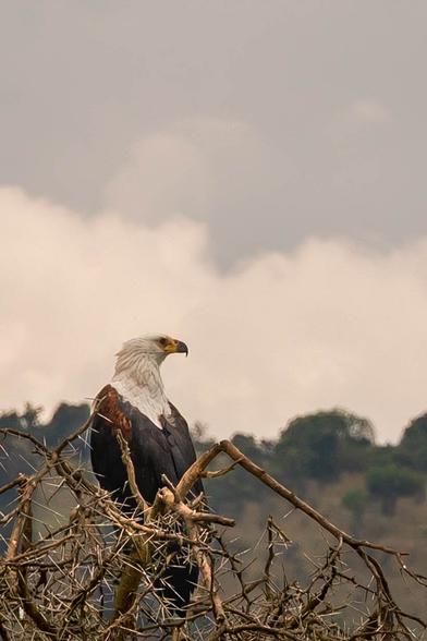 A majestic eagle is perched on a thorny branch, facing to the side against a backdrop of cloudy skies and greenery. The bird has a distinctive white head and dark brown body, showcasing its powerful presence in the wild.