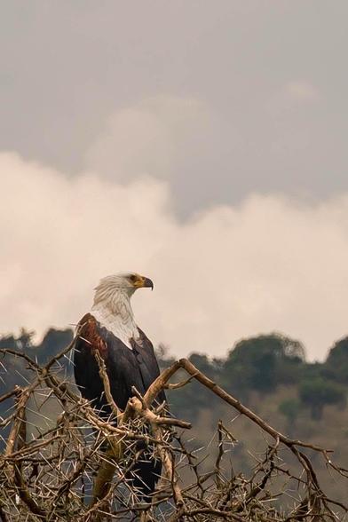A majestic eagle is perched on a thorny branch, facing to the side against a backdrop of cloudy skies and greenery. The bird has a distinctive white head and dark brown body, showcasing its powerful presence in the wild.