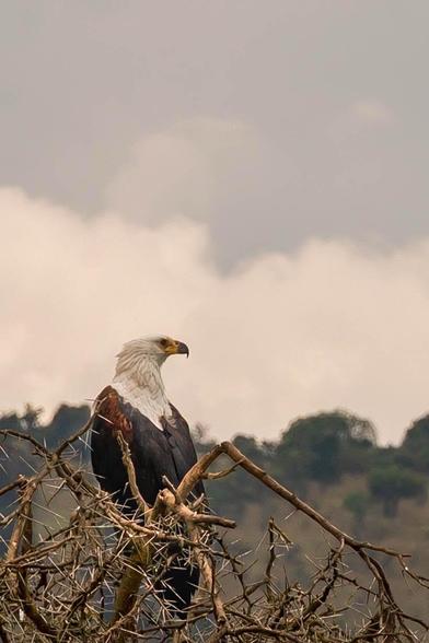 A majestic eagle is perched on a thorny branch, facing to the side against a backdrop of cloudy skies and greenery. The bird has a distinctive white head and dark brown body, showcasing its powerful presence in the wild.