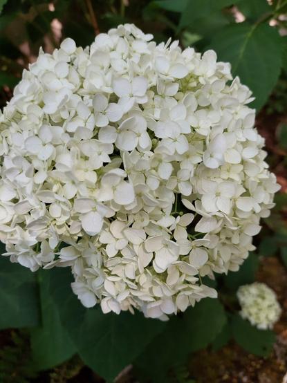 Une grosse fleur blanche composée d' une multitude de têtes de très petites fleurs aux pétales serrées