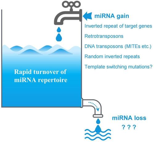 Diagram of a water tank, representing the rapid turnover of miRNA repertoire. A tap opening into the top of the tank represents miRNA gain and a drain pipe at the bottom of the tank represents miRNA loss.