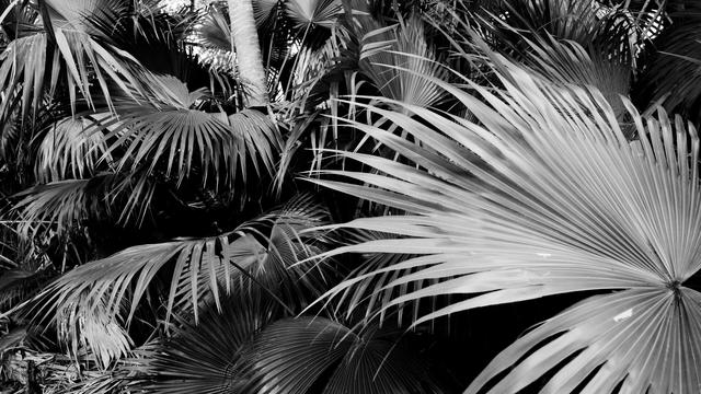Palm trees stacked and growing on top of each other in a dense subtropical trail. The image is black and white. 

Source text: https://www.meadgarden.org/