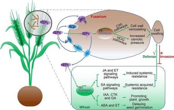 Drawing of a whole wheat plant with two insets describing how the antagonistic lipopeptides iturin and fengycin from Bacillus amyloliquefaciens S76-3 inhibit the growth of the pathogen Fusarium graminearum by binding to multiple components in the cell membrane of Fusarium cells and inducing cell swelling. Lipopeptides also activate systemic acquired resistance in wheat against Fusarium head blight and regulate wheat development.